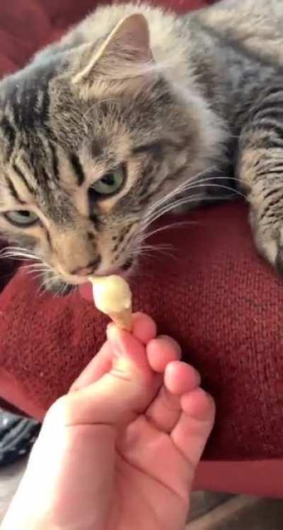 Made my cat a mini ice cream cone