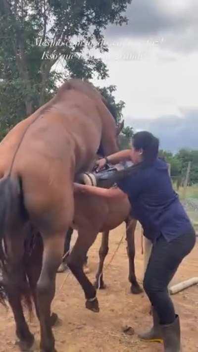 400px x 711px - Real Horse Ejaculation Download - Colaboratory