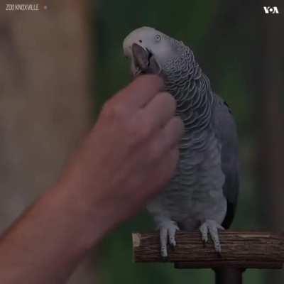 This cute parrot speaks interestingly.