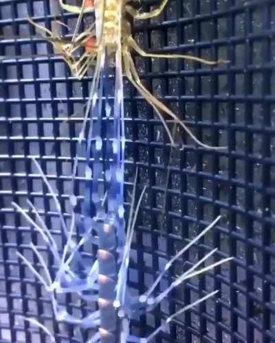 House centipede moulting its exoskeleton.