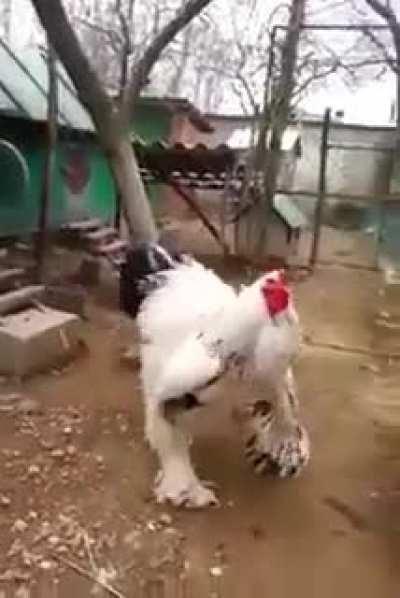 This is a fucking chicken