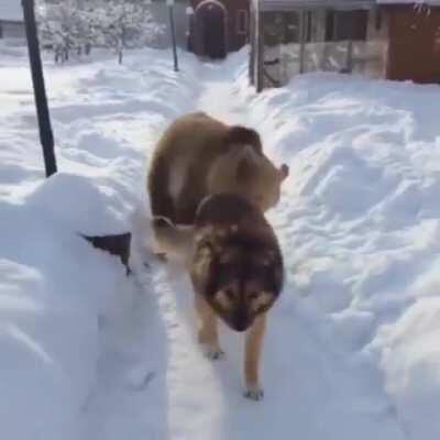 Bear viciously attacks innocent doggo