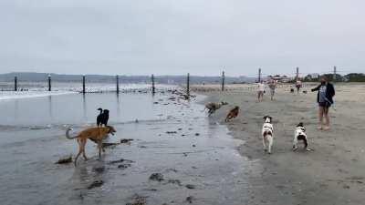 A Greyhound Has Entered The Beach