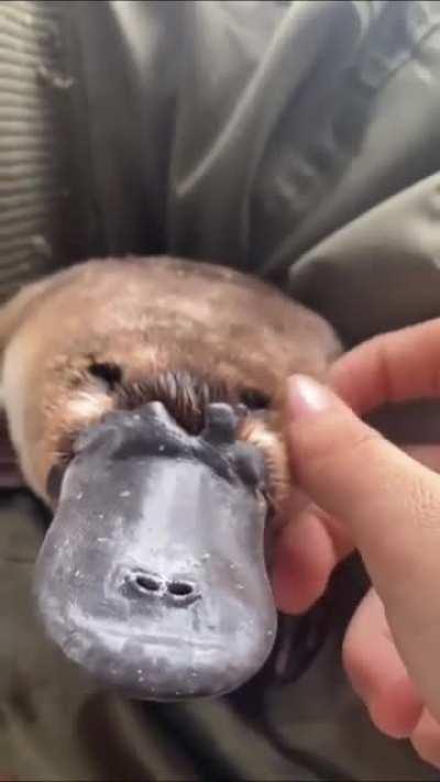 Platypus scratchies