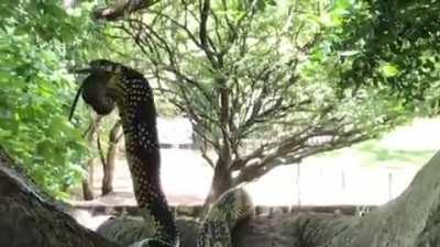 Tiger Rat Snake devouring a mother and her two kittens.