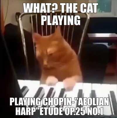 NAW NAW THIS CANT BE REAL CAT WOULD NEVER DO THIS