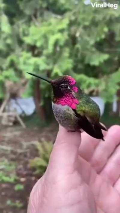 The Way This Bird’s Head Feather Changes Colour As It’s Head Moves