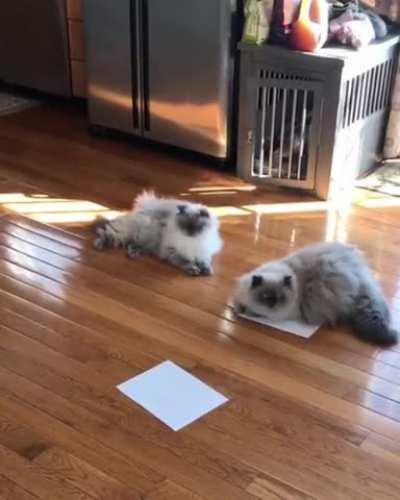 Cats reacts to paper placed on floor