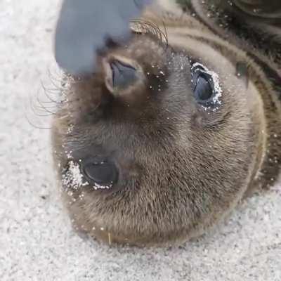 The Galapagos Sea Lion's loud bark, graceful agility in water, and playful nature make them the &quot;welcoming party&quot; of the Galapagos islands.