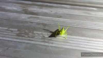 Grasshopper Attack