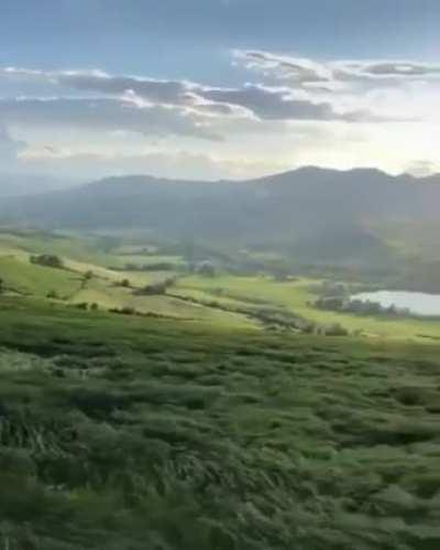 Wind blowing through the grass field.