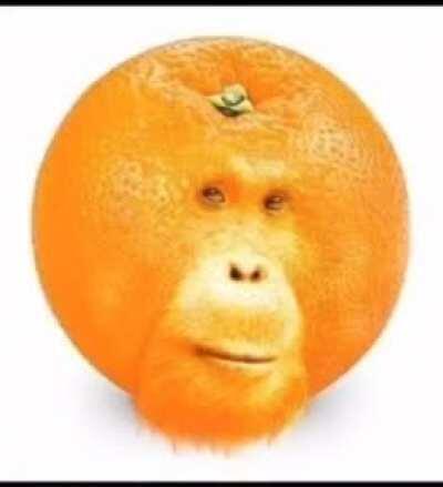 orangutang 🦧🍊