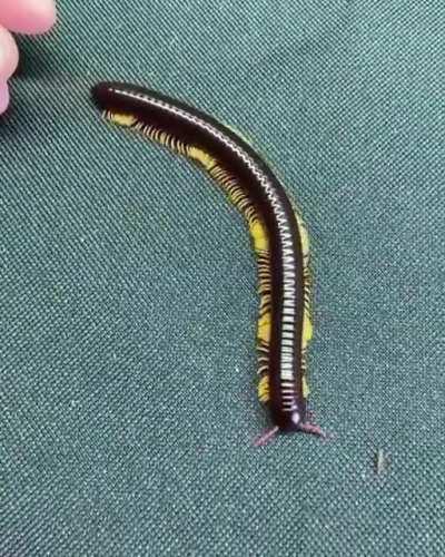 I could watch this Flameleg Millipede walking over and over