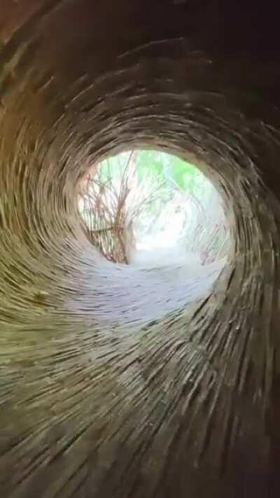 Jungle tunnel in Tulum