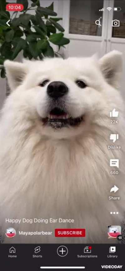 Can someone please explain to me how Samoyed move their ears to music please?