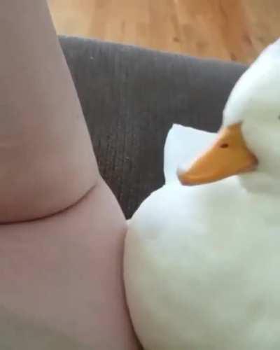 The cutest duck I’ve ever seen!