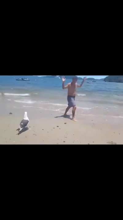 My man got laughed at by a seagull!