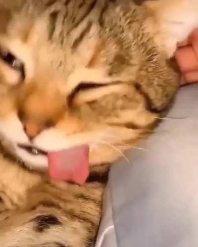 Cute cat in a derp sleep after a long day.