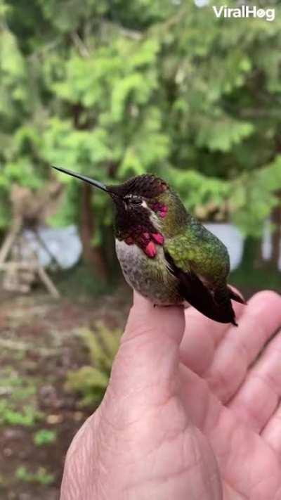 Hummingbird Showcases Reflective Feather Color Changes