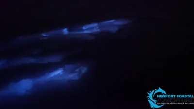 🔥Dolphins swimming in bioluminescent water. 