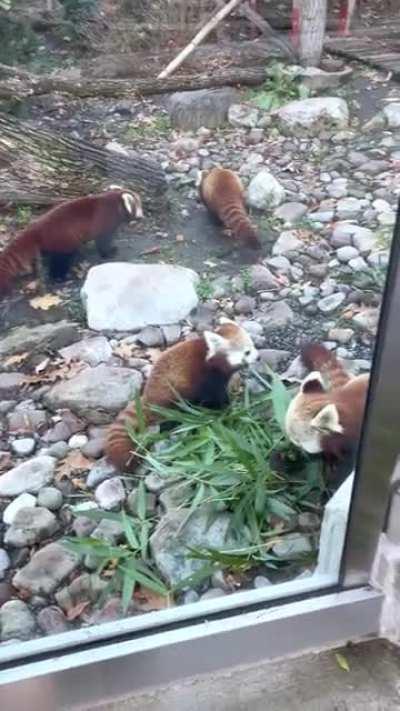 Red panda parents Starlight and Willie enjoying some bamboo with their two cubs at the Seneca Park Zoo in Rochester, NY