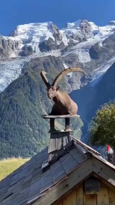 I don't know how this Ibex got there but it looks majestic af!