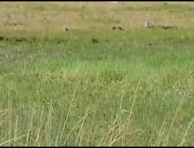 Croc tries to take tigers hunt