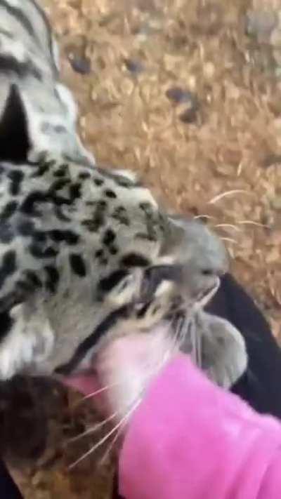 The sound of these affectionate ocelots