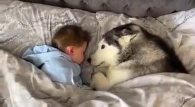 Doggo refuses the owner to get out of bed then proceeds to fall asleep looking after the little baby