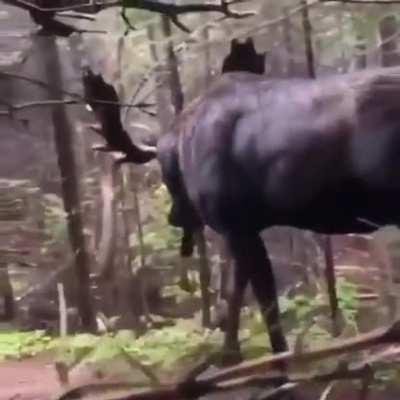 Hiker hides behind a tree as a moose approaches.