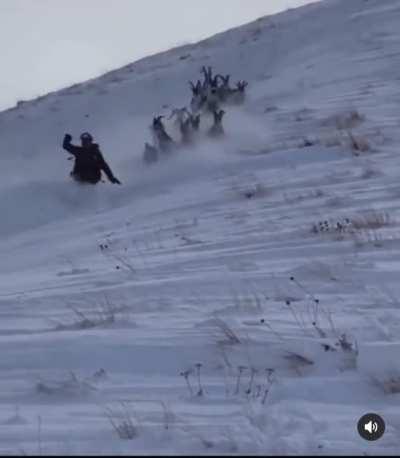 Man snowboarding with goats