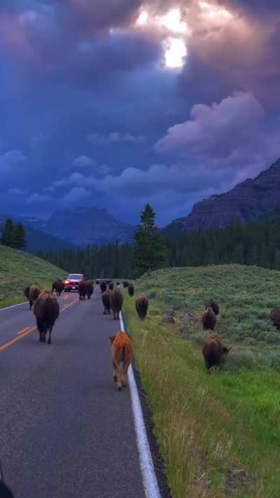 🔥 Yesterday morning in Yellowstone National Park