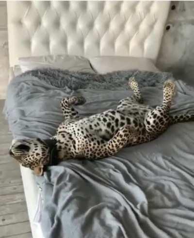 Savannah cat and jaguar sleeping in bed