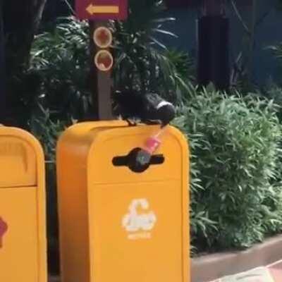 A crow doing its part to save the planet