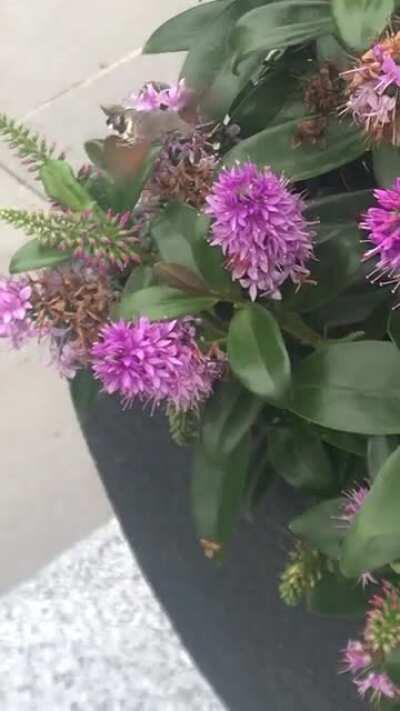 Filmed this beautiful hummingbird moth in our garden. It didn't care about our presence