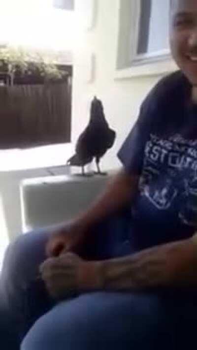 Crow does not like his beak being called big