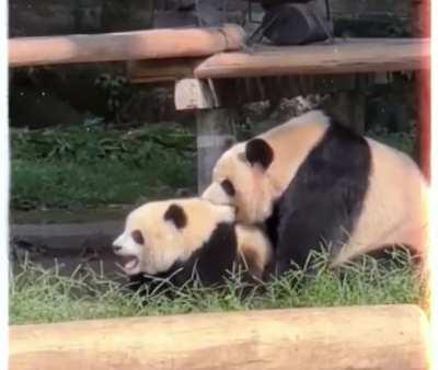 Panda baby wouldn’t listen to mom