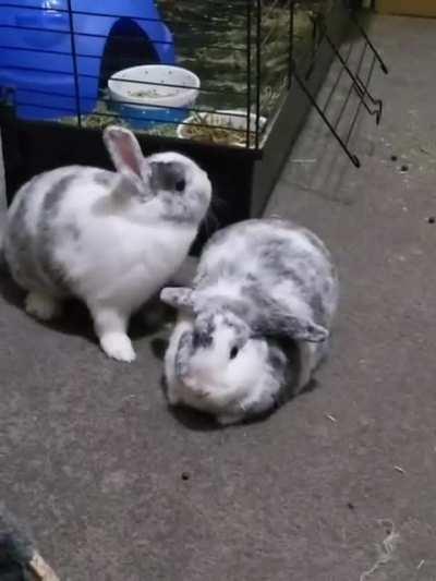 tryna film the bunnies grooming each other when...