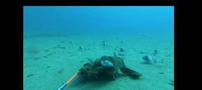 🔥 Octopus vs shark (with an audience)