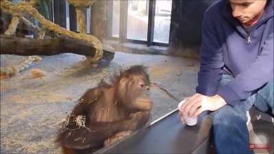 Monkey reacts to magic