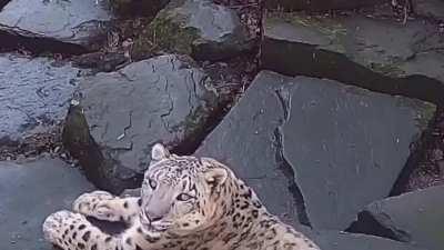 A zoo installed a camera , and it scared this white fluffy boi