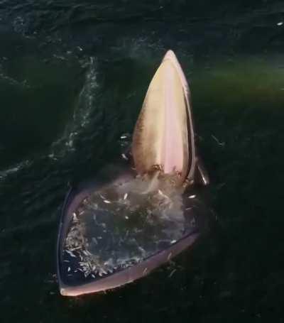 🔥An Eden's whale trap feeding in the Gulf of Thailand