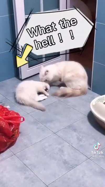 Momma cat shows the correct way to litter train kitten