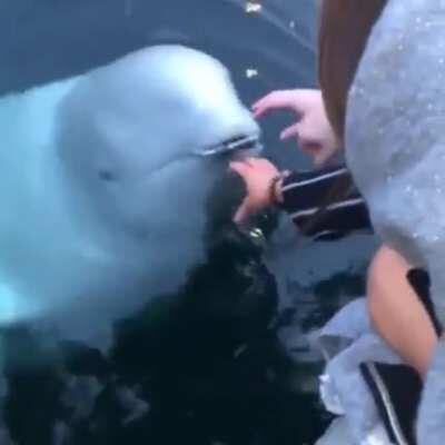 A beluga whale saves an iPhone from a sea in Norway