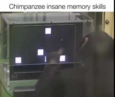 chimpanzee with a photographic memory