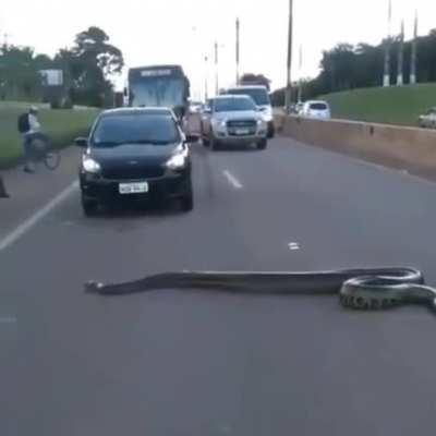 Drivers stopping to let anaconda cross road in Brazil