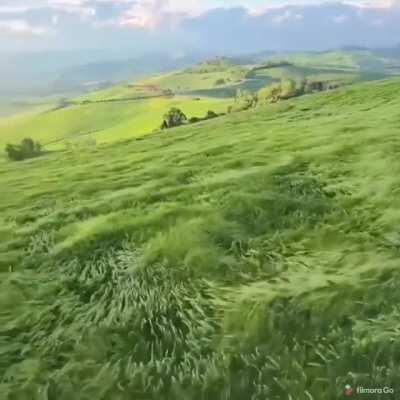 Waves of Grass Floating...