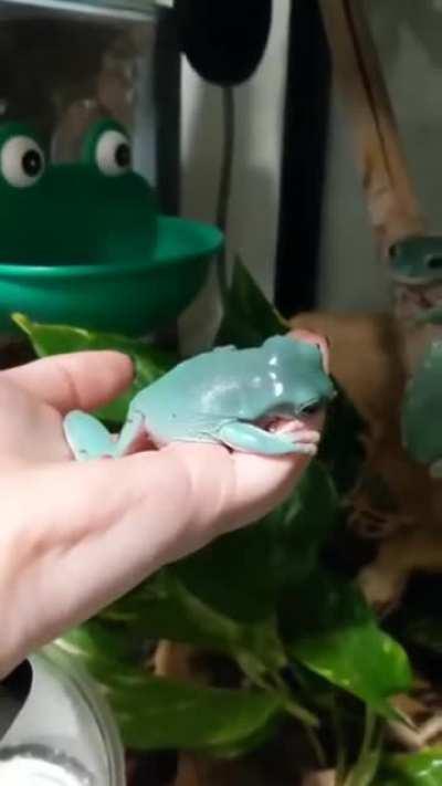 That's one blood thirsty frog.