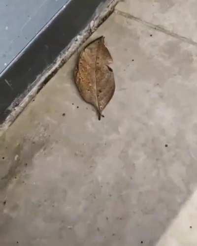 Now that is camouflage. Check out this Indian oakleaf butterfly (Kallima inachus)