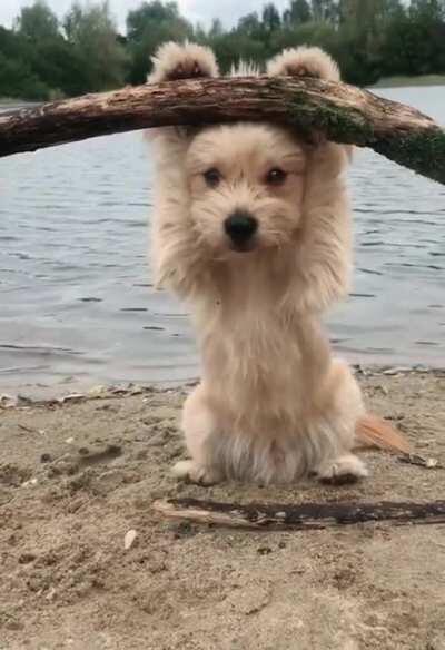 Ridiculously photogenic baby Ewok